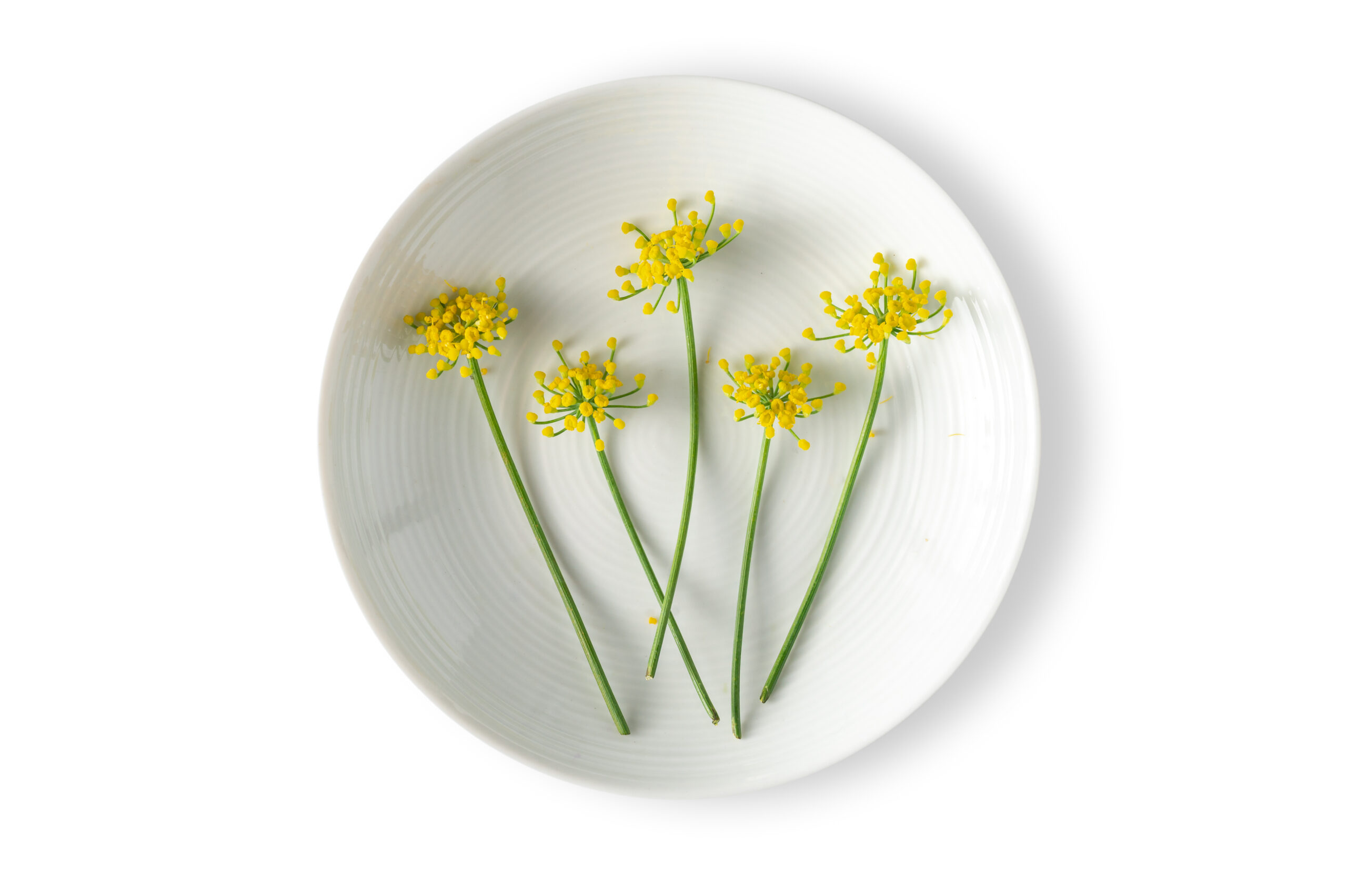 Fennel Flower