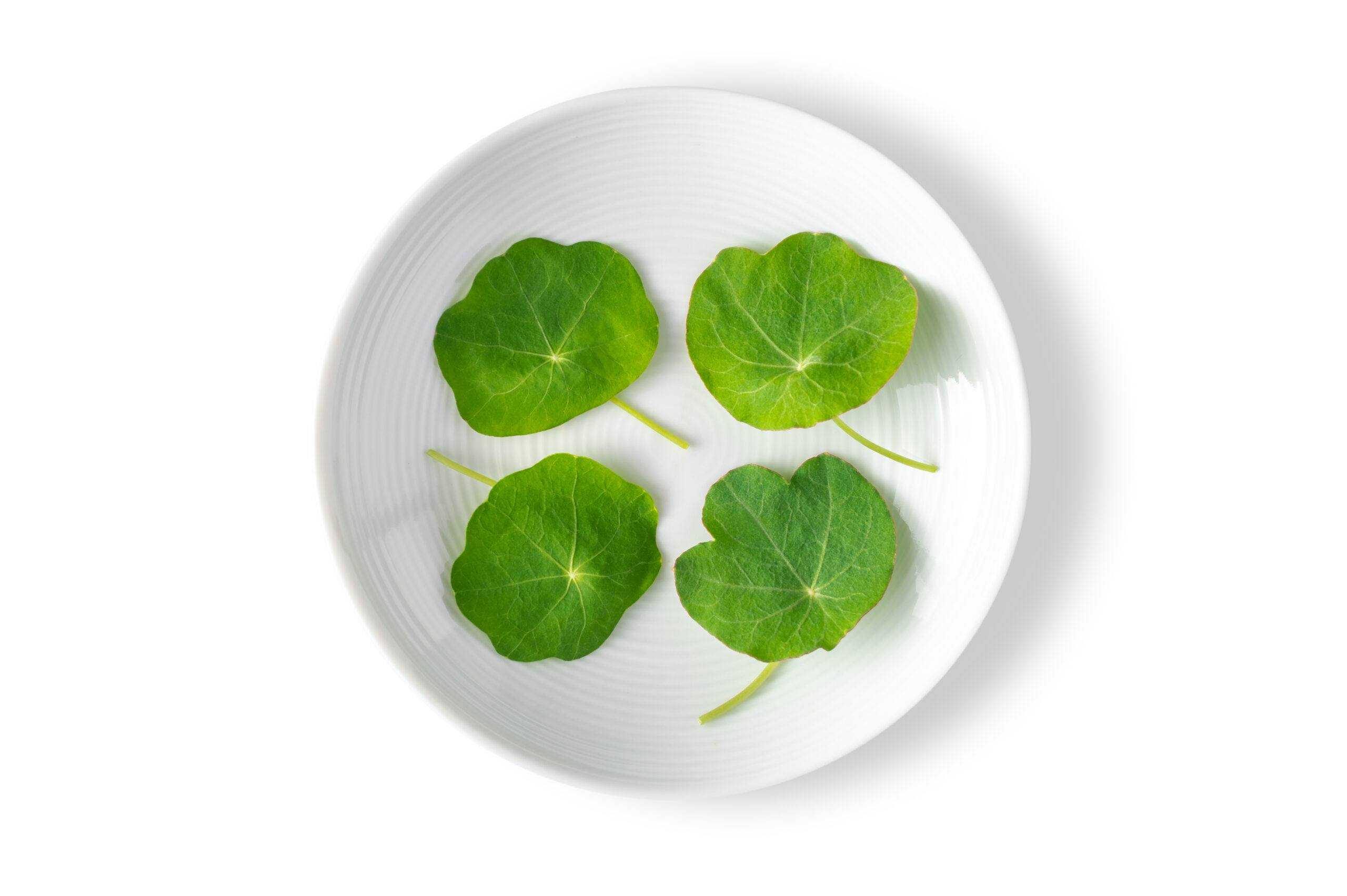 Petite® Nasturtium Leaf