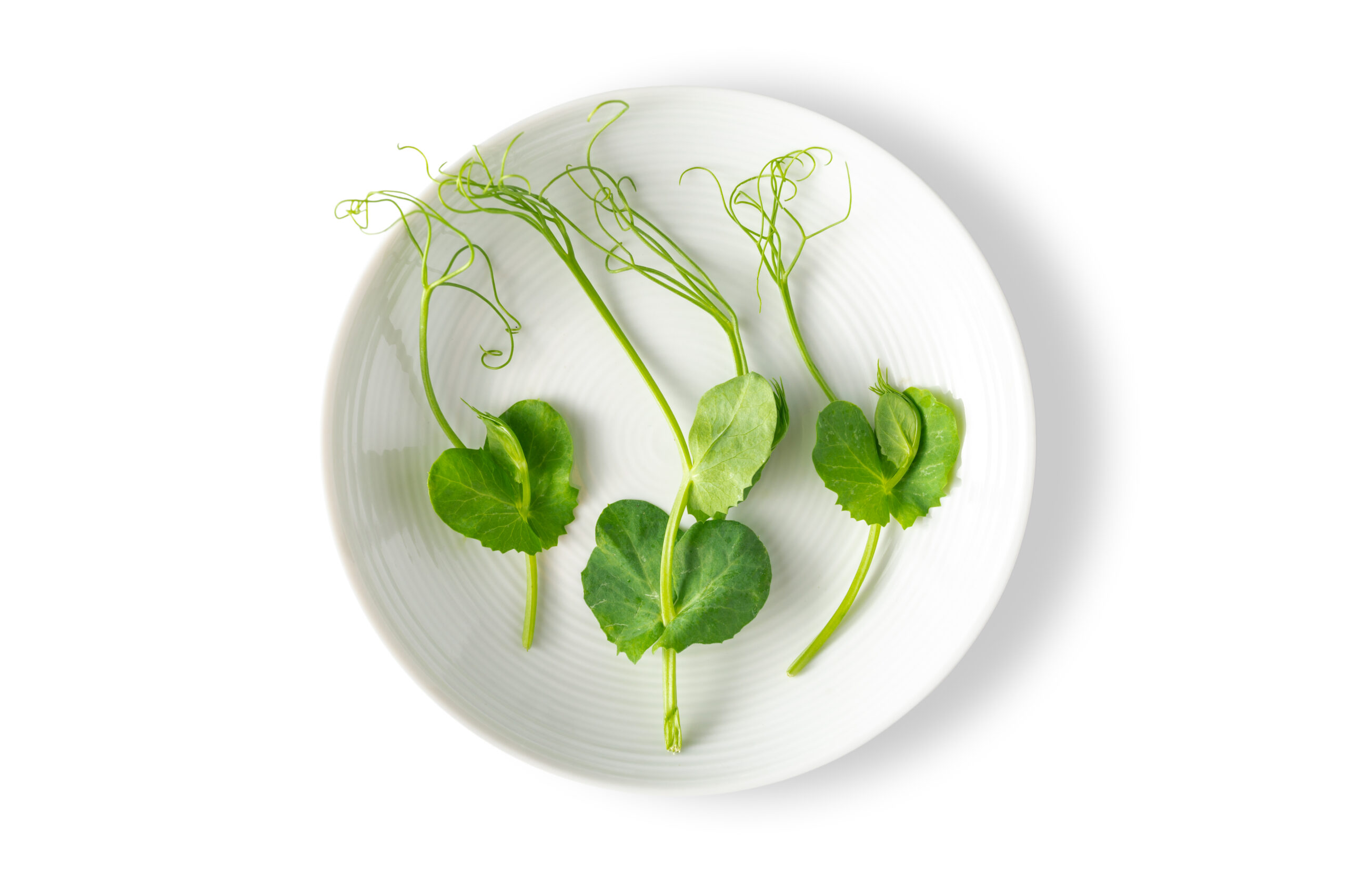 Petite® Pea With Tendril™