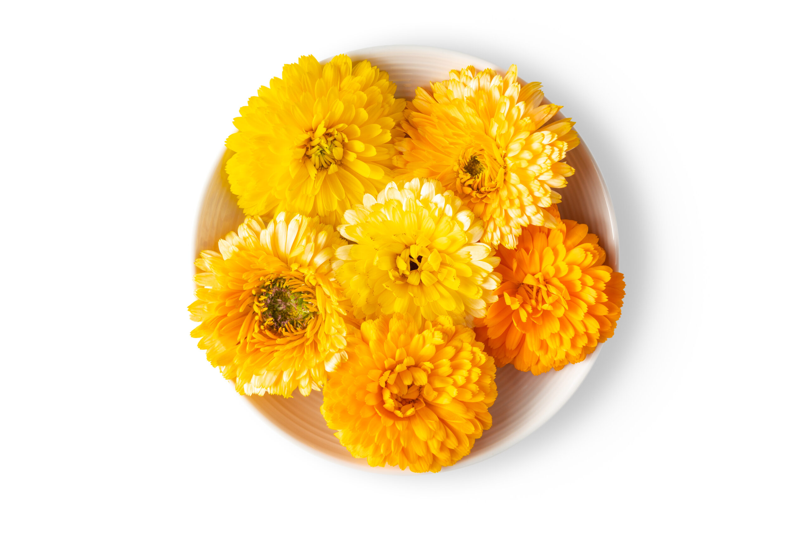 Calendula