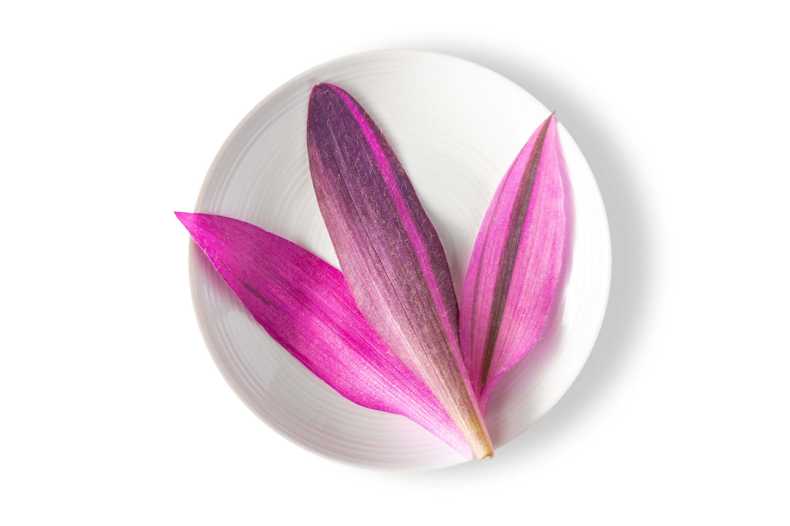 Endive Violet Flash™