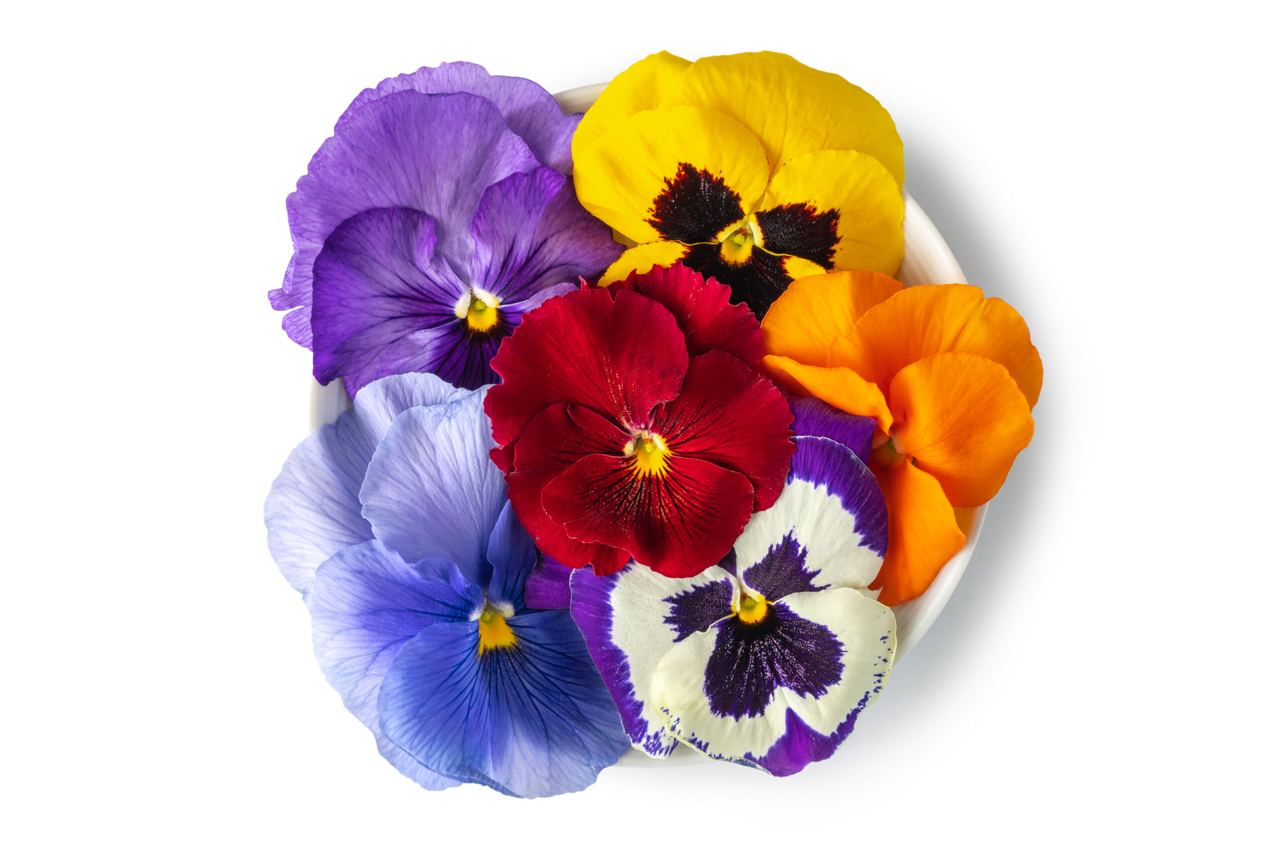 Pansy