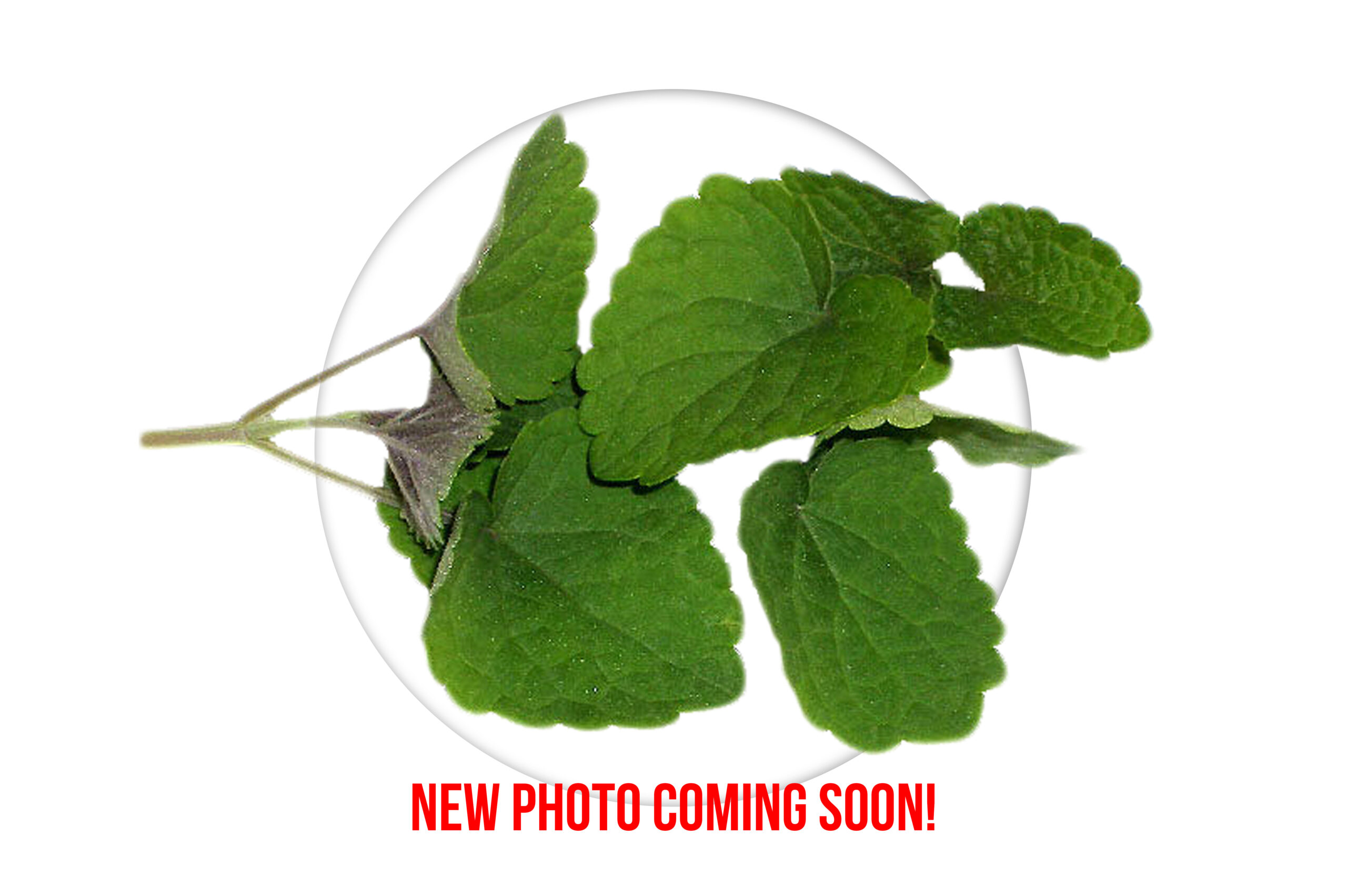 Petite® Mint Licorice - Fresh Origins